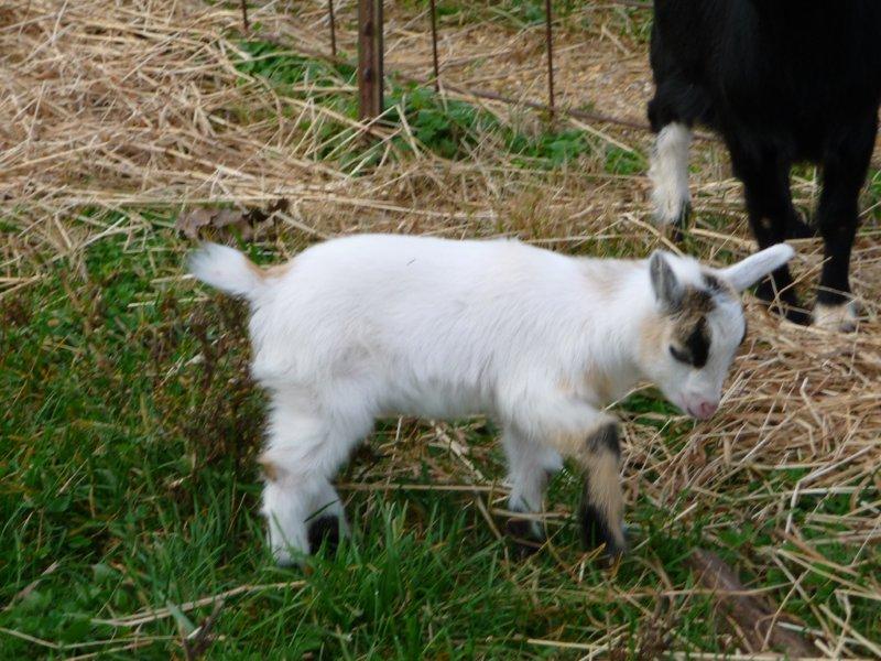 goatpic2