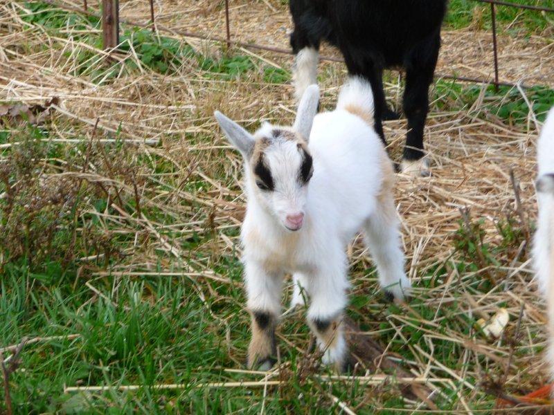 goatpic3