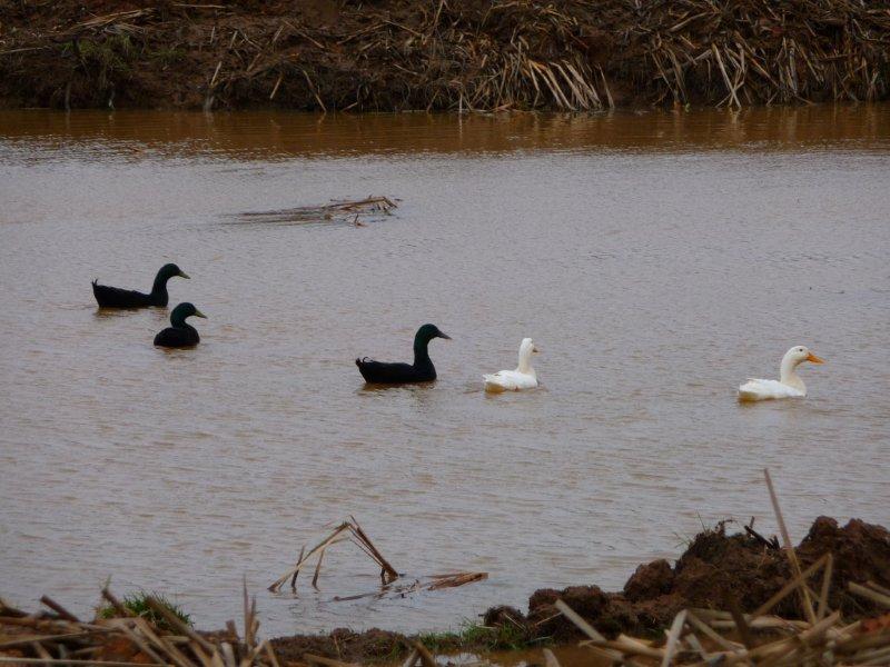 duckpic