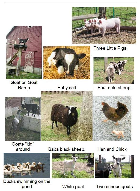 animals pic