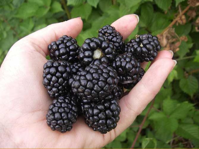 blackberryhand