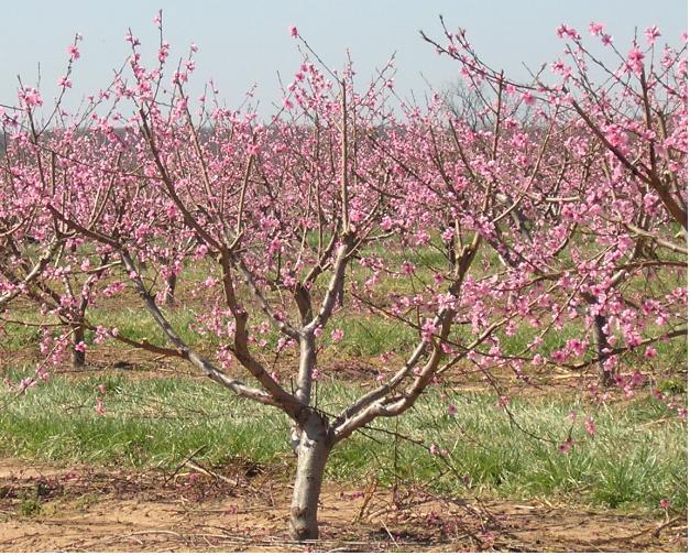 peachbloom