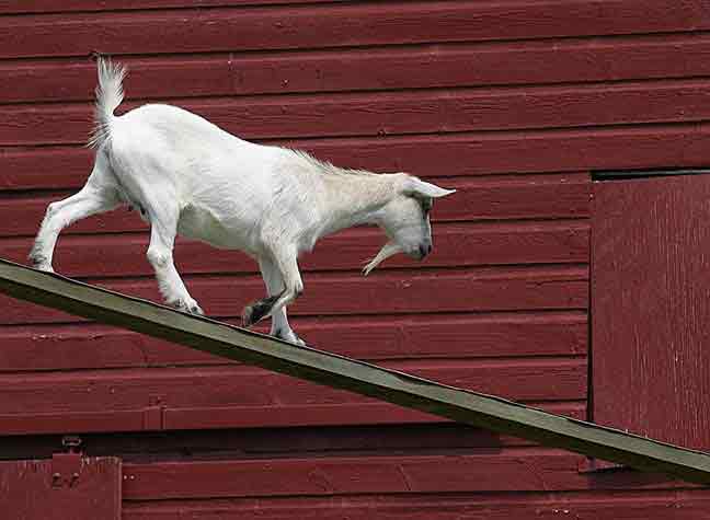 Goat on ramp