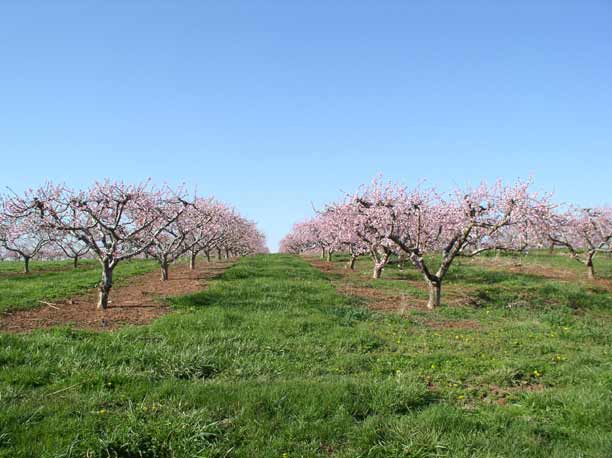 Peach Orchard 2