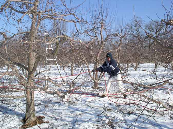 Pruning Apples Trees