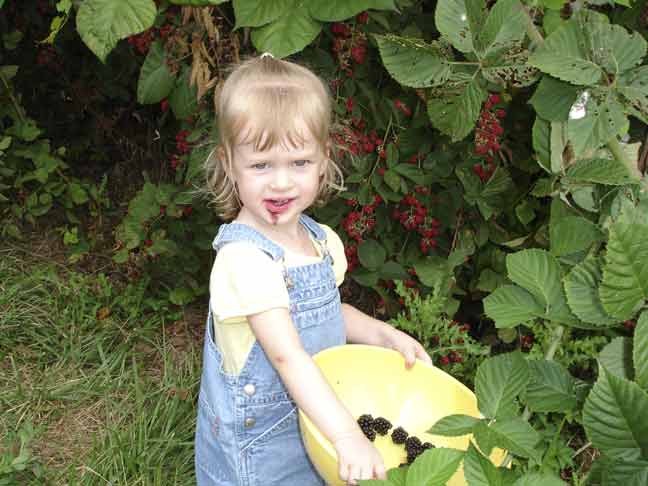 Picking blackberries!