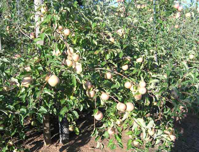 Cameo Apples - ripe and ready to pick!