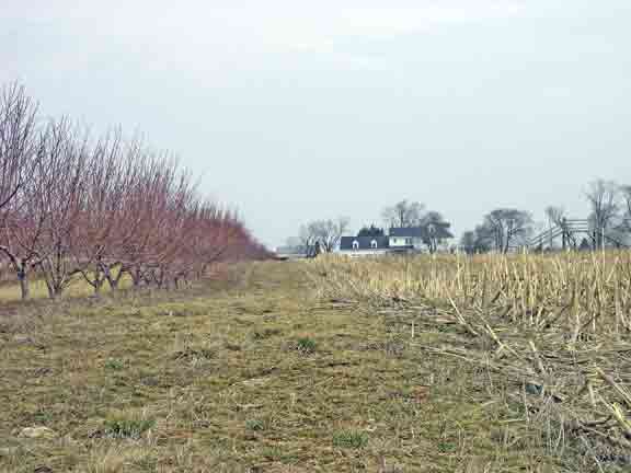 Peach tree and old corn field