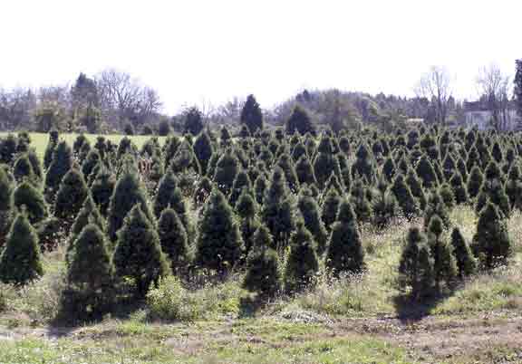 Christmas Tree field
