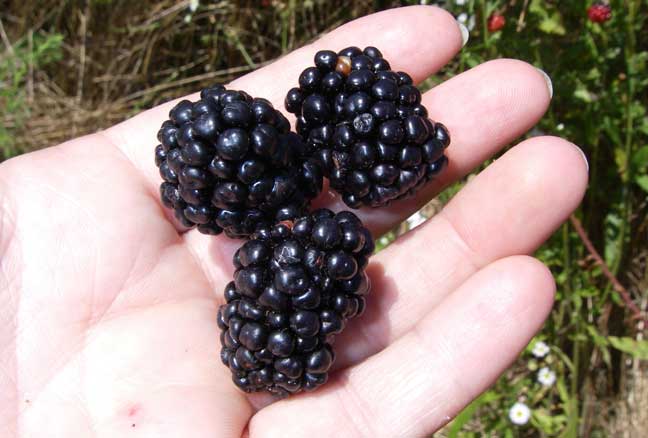 thornless blackberry