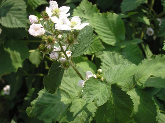Blackberry blooms close up