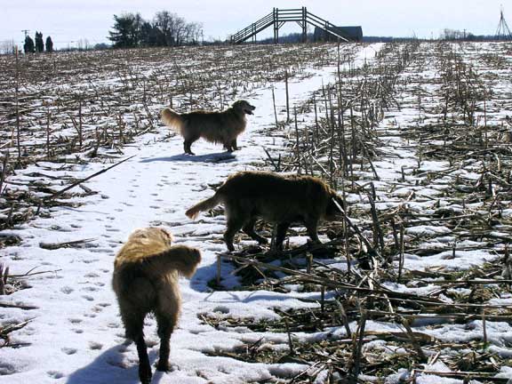 Three dogs