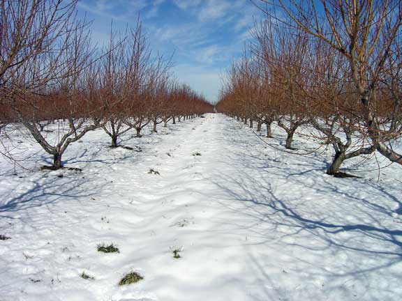 Snow covers the peach orchard