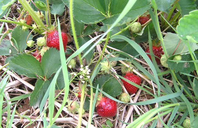Strawberries in the field - waiting for yo!