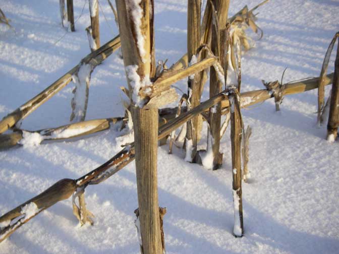 old corn in the snow