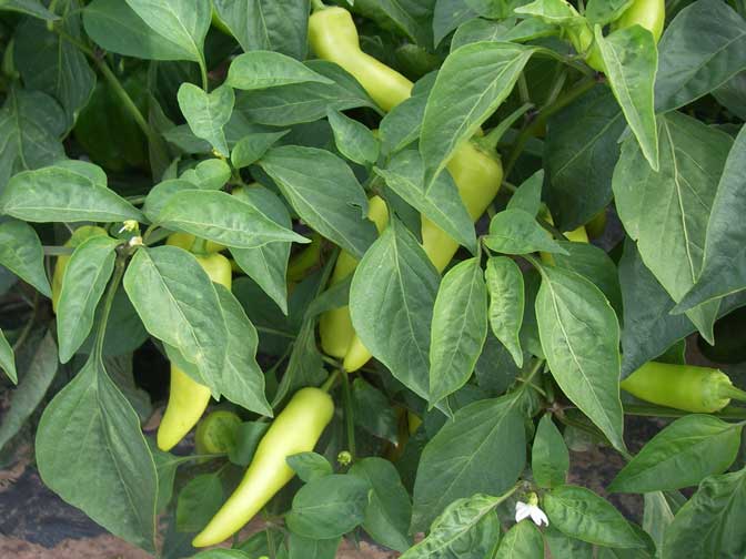 More peppers