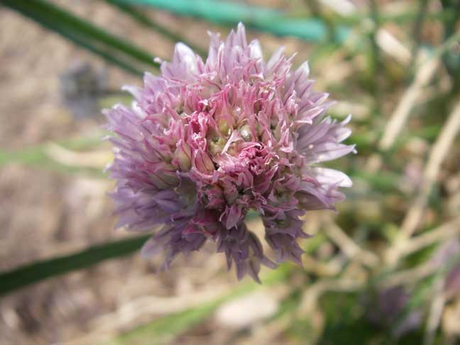 top of a Chive plant