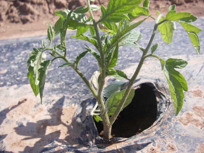 small tomato plant