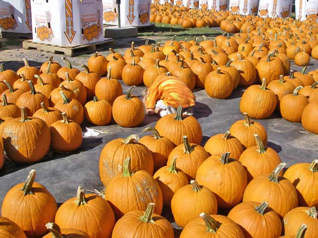 See the boy in the pumpkins?
