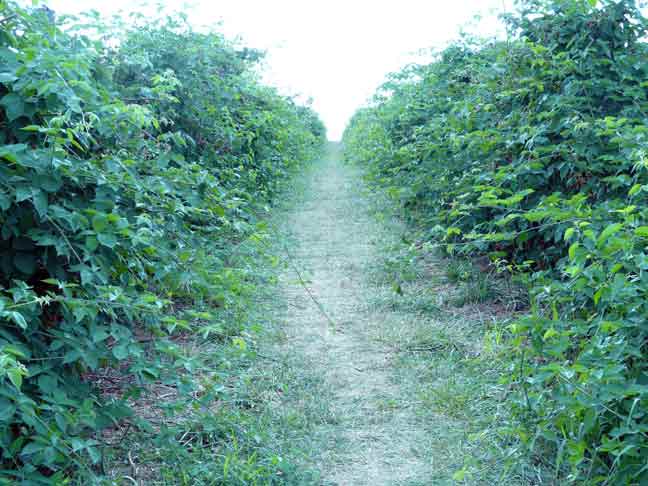 blackberry path