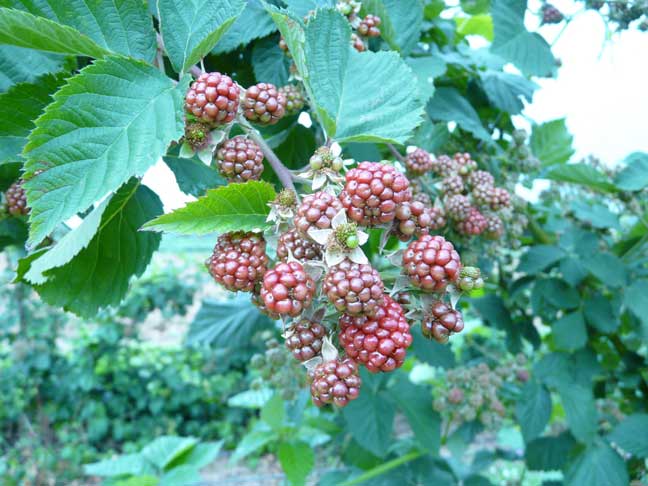 thornless blackberry clustern
