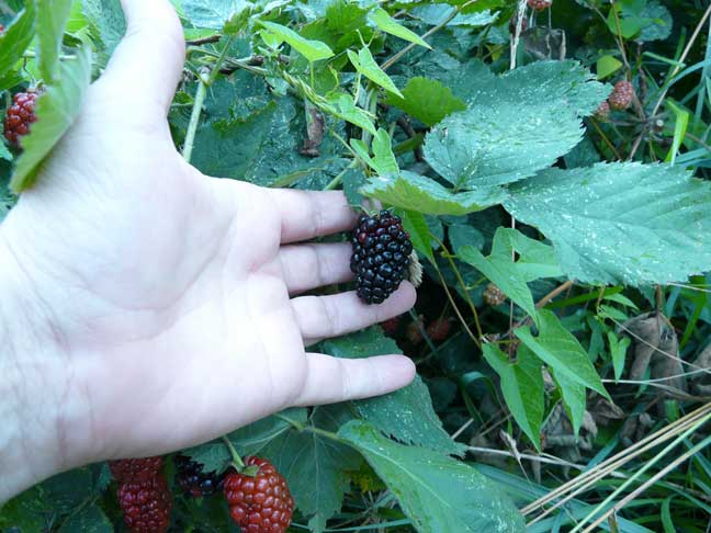 Thorny Blackberries