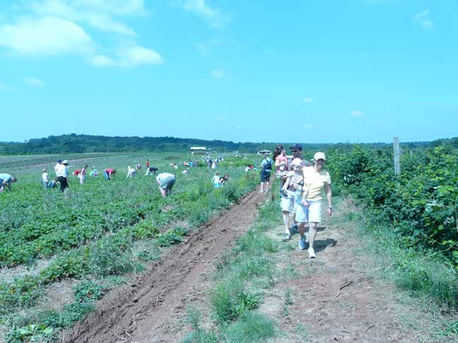 The field picking strawberries