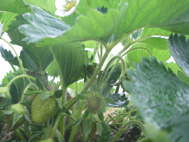 Green strawberries