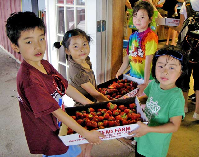 strawberry box carriers