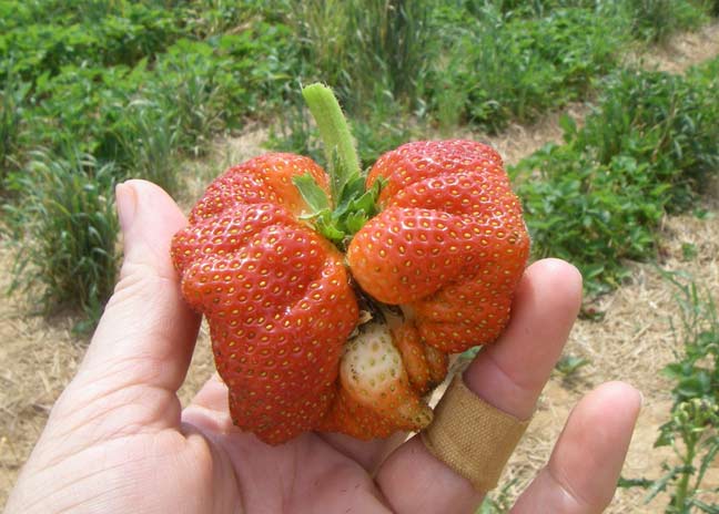 odd shaped berry