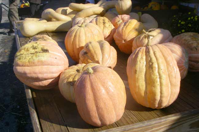Georgia Bulldog pumpkins