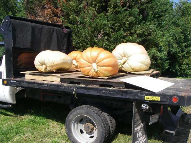large pumpkins