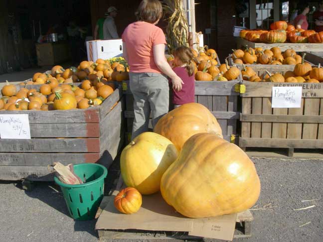 large pumpkins