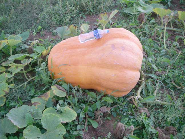 #1 Atlantic Giant pumpkin