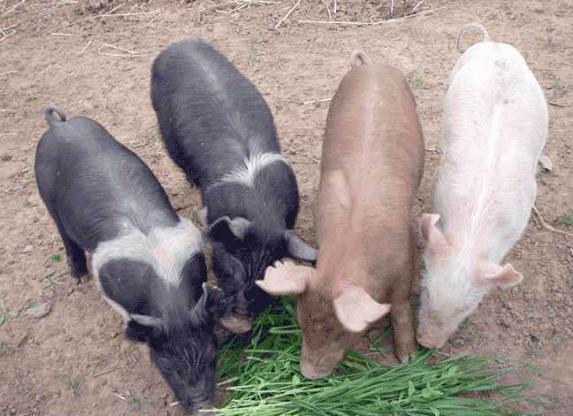 new pigs