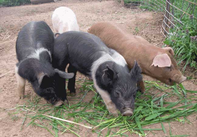 new pigs