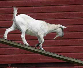 Goat on a Ramp!