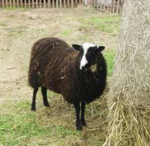 Let's go see the sheep!