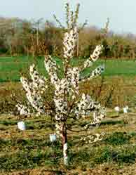 Blossoming Apple Tree