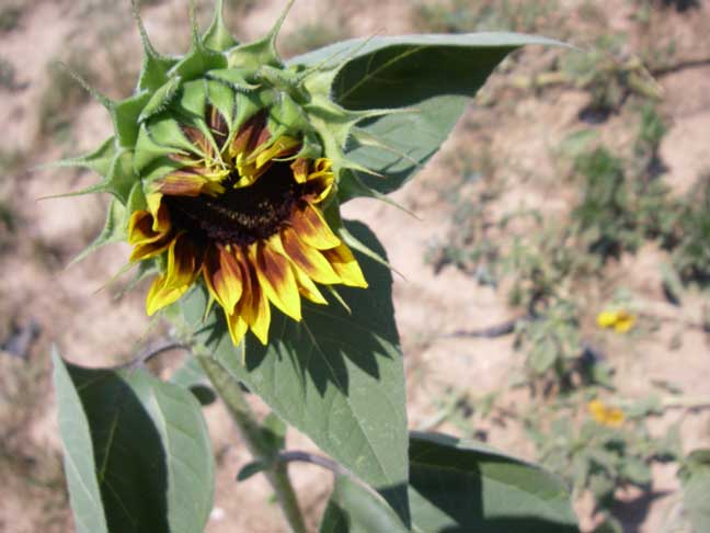 sunflower